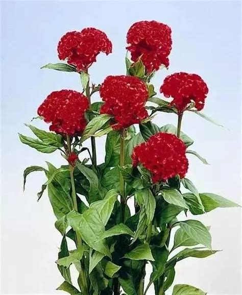 雞冠花風水|【雞冠花風水】雞冠花風水：擺設密技、吉祥寓意，打造居家正能。